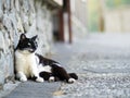 Black white domestic cat