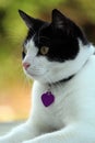 Black and White domestic cat