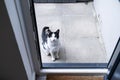 A Black and white domestic cat sitting on the doorstep in front of the kitchendoor, waiting and asking to be let in Royalty Free Stock Photo