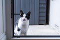 A Black and white domestic cat sitting on the doorstep in front of the kitchendoor, waiting and asking to be let in Royalty Free Stock Photo