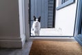 A Black and white domestic cat sitting on the doorstep in front of the kitchendoor, waiting and asking to be let in Royalty Free Stock Photo