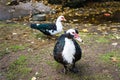 Black and white domestic ducks walk around yard. Indo duck, close up. Royalty Free Stock Photo