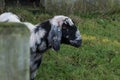 Black and White Domestic goat / Capra aegagrus hircus on farm behind fence post. Royalty Free Stock Photo