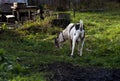 Black and white domestic goat grazing on a leash on a home mini farm in the autumn sun. Back view. Royalty Free Stock Photo