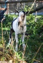 Black and white domestic goat on a leash grazing on a home mini farm in the autumn sun. Royalty Free Stock Photo