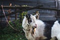 Black and white domestic goat on a leash on a home mini farm in the autumn sun in october. Close-up. Royalty Free Stock Photo