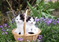 Black and white domestic kittens are sitting in a wicker basket on a flower bed among greenery and small lilac flowers Royalty Free Stock Photo