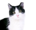 A black and white domestic medium haired cat with its left ear tipped Royalty Free Stock Photo