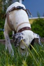 Black and white Pointer mixed with Dalmatian dog standing on the lawn