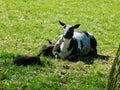 A black and white domestic sheep and a lamb or baby sheep.