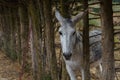 black and white donkey behind a metal fence Royalty Free Stock Photo