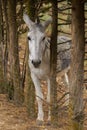 black and white donkey looking at camera behind metal fence Royalty Free Stock Photo