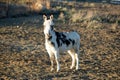 A Black and White Donkey Watching Royalty Free Stock Photo
