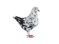 Black and white dove resembling a dalmatian isolated on a white Royalty Free Stock Photo