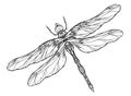Black and white dragonfly illustration with a boho pattern.