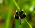 Black and white dragonfly show wings, body and eye detail Royalty Free Stock Photo