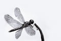 Black and white dragonfly with spread wings closeup sitting on a small stick