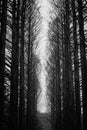 Black and White dramatic deadly Trees Royalty Free Stock Photo