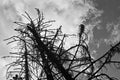 Black and white dramatic photo dry tree and clouds