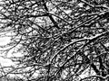 Black and white dramatic snow-covered tree branches, stylized grunge Royalty Free Stock Photo
