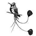 Black and white draw eagle hummingbird Royalty Free Stock Photo