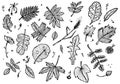 Black and white drawing of autumn leaves, grass and berries. Suitable for backgrounds, packaging design, fabrics, universal graphi Royalty Free Stock Photo