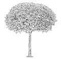 Black and White Drawing of Catalpa Tree Royalty Free Stock Photo