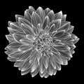 Black and white drawing of dahlia flower