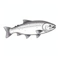 Salmon Fish Vector Illustration In The Style Of Frank Quitely Royalty Free Stock Photo