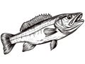 A Black And White Drawing Of A Fish - Walleye fish sign on white background