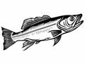 A Black And White Drawing Of A Fish - Walleye fish sign on white background Royalty Free Stock Photo