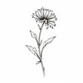 Minimalistic Chrysanthemum Flower Drawing - Aubrey Beardsley Style