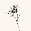 Minimalistic Single Line Drawing Of Iris Flower Royalty Free Stock Photo