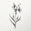 Minimalistic Black And White Iris Illustration On White Background Royalty Free Stock Photo