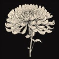 Chiaroscuro Woodcut Illustration Of Chrysanthemum Flower