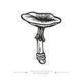 Black and white drawing of a hallucinogenic mushroom. A stylized image of a psilocybin mushroom. Vector illustration