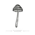 Black and white drawing of a hallucinogenic mushroom. A stylized image of a psilocybin mushroom. Vector illustration