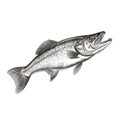 Exquisite Albacore Bass: A Stunning Black And White Water Illustration