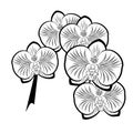 Black and white drawing of orchid flowers Royalty Free Stock Photo