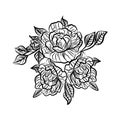 Black and white drawing of a rose tattoo. Silhouette of branch with flowers of roses and leaves. Rose is a symbol