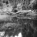 Black and white dried dead trees