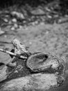 Black and White Driftwood with Large Knot on Sandy Beach Royalty Free Stock Photo