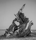 Black and white driftwood on the shore pointing skyward.