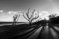 Black and White Driftwood Sunset at Botany Bay Plantation Royalty Free Stock Photo