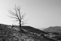 Black and white dry tree in the deserted landscape of Painted Hills Royalty Free Stock Photo