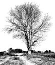 Black and white dry tree Royalty Free Stock Photo