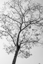 Black and white dry tree Royalty Free Stock Photo