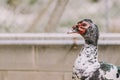 Black and white duck in a ecological farm