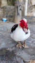 A black and white duck with a red head Royalty Free Stock Photo