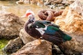 Black and white duck with a red head and green feathers standing on a rock in Finikas Marina Port in Greece Royalty Free Stock Photo